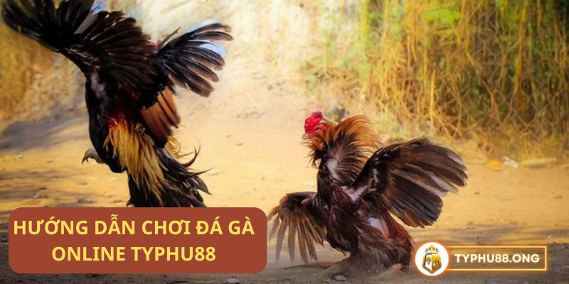 Đá gà online Typhu88: Sân chơi cá cược thú vị